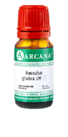 AESCULUS GLABRA LM 9 Dilution